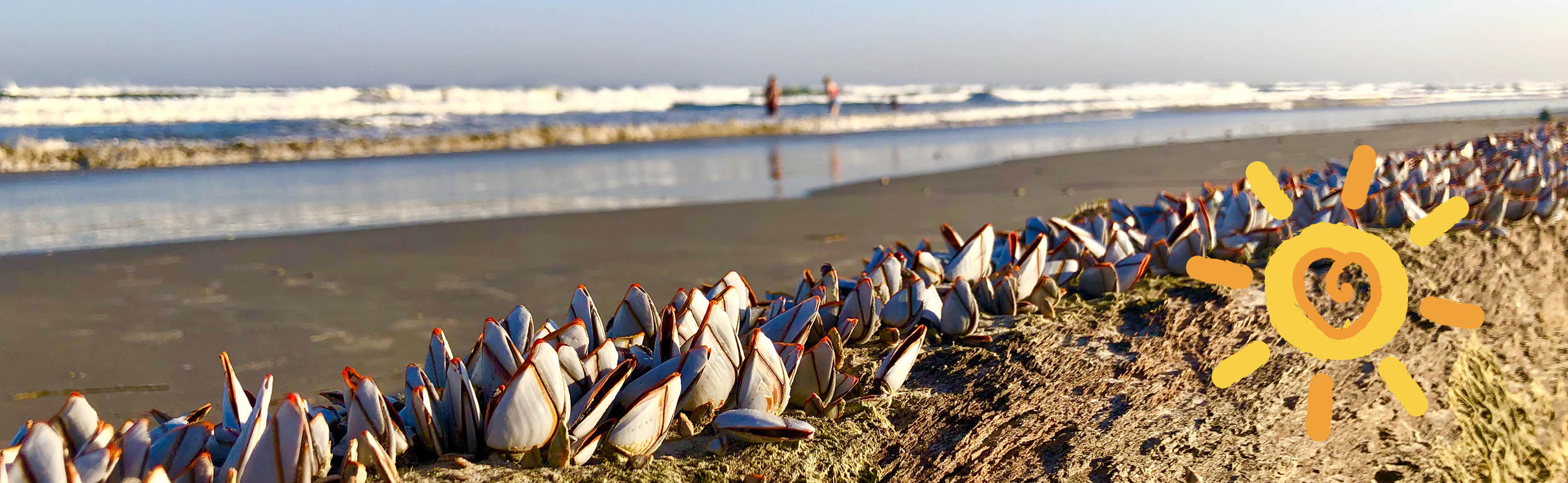 Barnacles clinging to a log on the Beach at Port Aransas